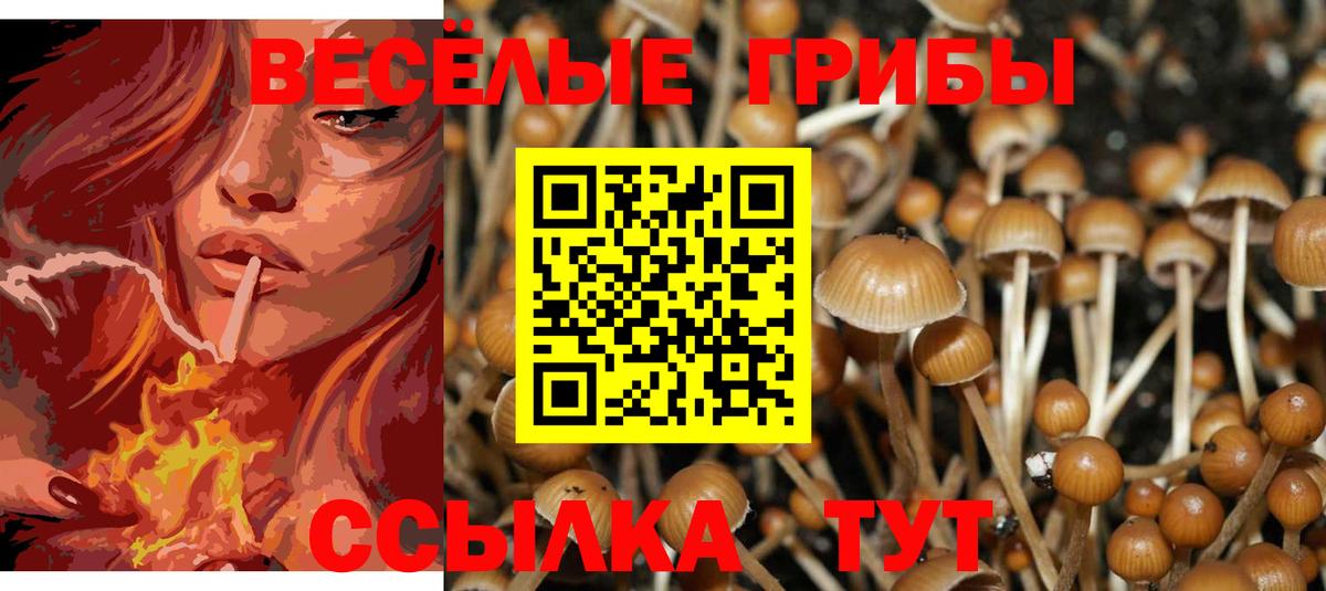 Псилоцибиновые грибы прущие грибы  купить   Бийск  Вход с VPN 